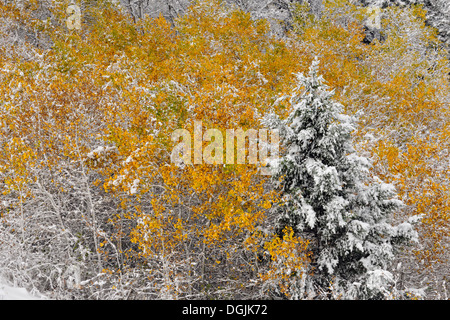 An early wet snowfall covers the aspens near Blakiston Creek Waterton Lakes National Park Alberta Canada Stock Photo