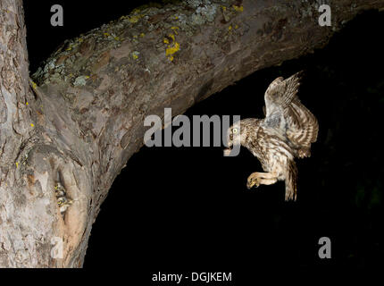 Little Owl (Athene noctua) approaching nesting hole with prey, Bitburg, Rhineland-Palatinate Stock Photo