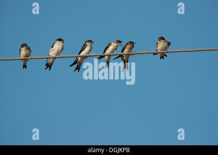 House Martins (Delichon urbicum) on a wire, Lesbos, Greece, Europe Stock Photo