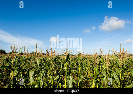 A field of sweet corn growing under a bright, sunny sky.Farming farmland.crop. Stock Photo