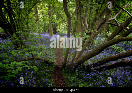 Bluebells in an Essex woodland. Stock Photo