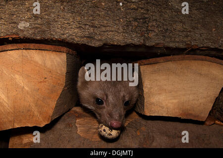 Stone Marten, Beech Marten or White Breasted Marten (Martes foina), Bitburg, Rhineland-Palatinate, Germany Stock Photo