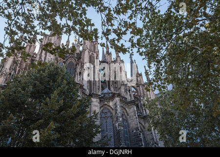 Cologne Cathedral, north side, seen through foliage, Köln Rheinland, Cologne, Rhineland, North Rhine-Westphalia, Germany Stock Photo