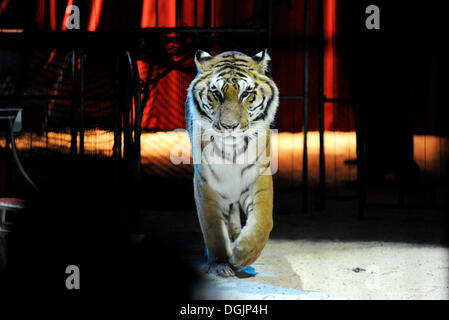 Bengal tiger in a circus ring Stock Photo