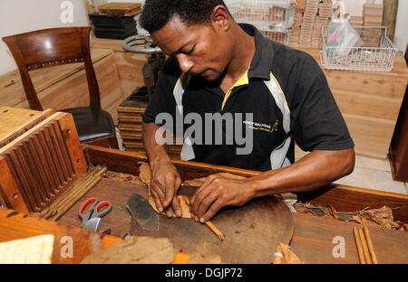 Man rolling a cigar, attaching the wrapper, cigar factory in Punta Cana, Dominican Republic, Caribbean Stock Photo