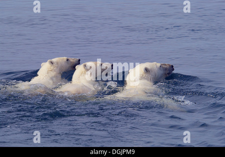 Mother Polar Bear (ursus maritimus) with cubs swimming in sub-arctic Wager Bay near Hudson Bay, Churchill area, Manitoba, Northern Canada Stock Photo