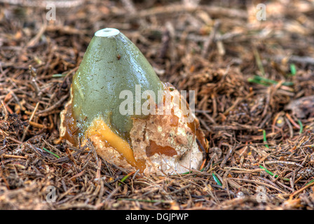 common stinkhorn - wood witch - powerful smell Stock Photo