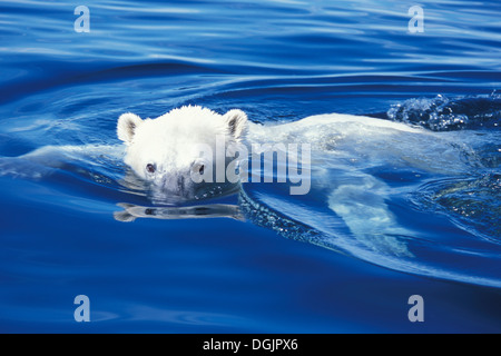 Polar Bear (ursus maritimus) swimming in crystal clear blue sub-arctic water in Wager Bay Nunavut near Hudson Bay, Churchill area, Manitoba, Northern Canada Stock Photo