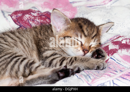 sleeping kitten Stock Photo