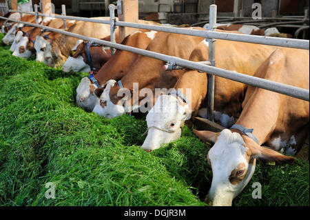 Cows in a stable eating fresh grass, Upper Bavaria, Bavaria Stock Photo