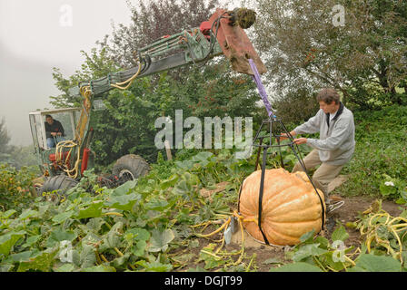 Atlantic Giant (Cucurbita maxima) being harvested with a dredger and special gear, Miesbach, Upper Bavaria Stock Photo