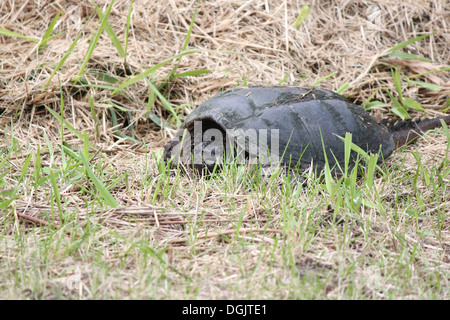 Found in the dry grass near a swampy area. The common snapping turtle is the largest freshwater turtle found in Canada. Stock Photo
