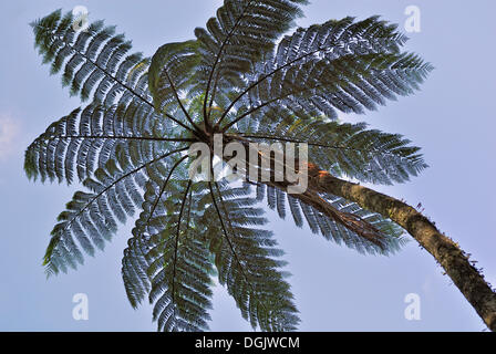 Tree fern, Pohara, Golden Bay, South Island, New Zealand Stock Photo