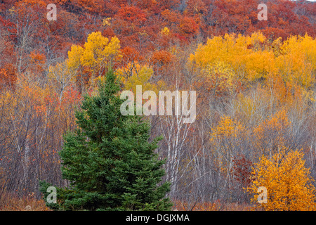 A hillside of aspen birch and spruce in late autumn Greater Sudbury Naughton Ontario Canada Stock Photo
