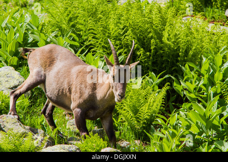 Alpine Ibex (Capra ibex) female in Mont Blanc  - France, Stock Photo