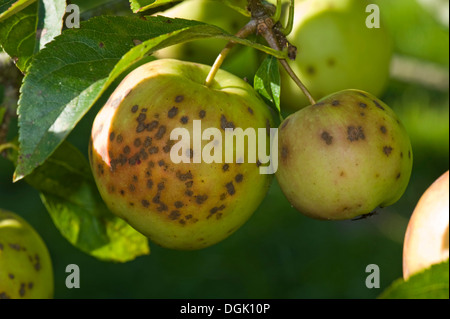 Golden delicious apples severely affected by apple scab, Venturia inaequalis Stock Photo