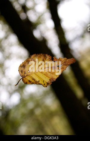 Stock Photo