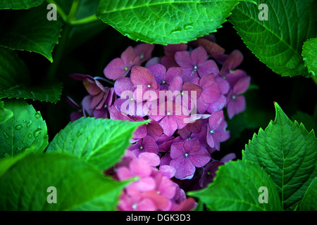 Hydrangea macrophylla flower in leaves Stock Photo