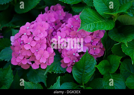 Hydrangea macrophylla, pink flowers Stock Photo