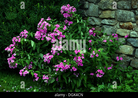 Purple garden Phlox paniculata wall Stock Photo