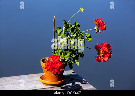 Red geranium in pot,  flowers, Czech Republic, Europe Stock Photo