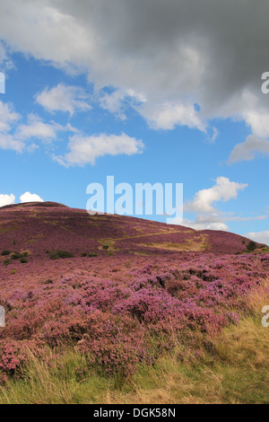 Eildon Hills With Heather In Flower, Borders, Scotland, UK Stock Photo