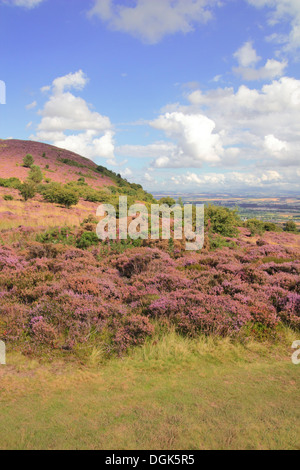 Eildon Hills With Heather In Flower, Borders, Scotland, UK Stock Photo