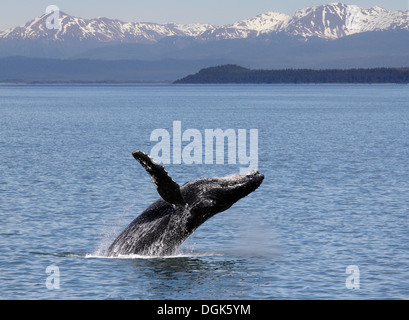 Humpback whale breaching off Icy Straits Point in Alaska. Stock Photo