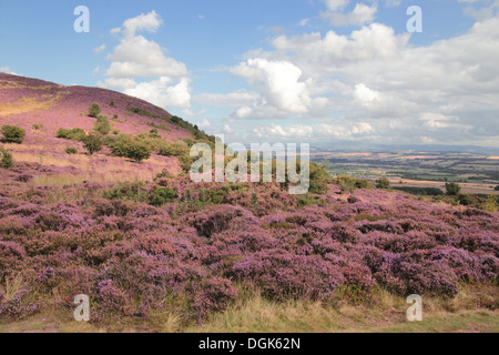 Eildon Hills With Heather In Flower, Borders, Scotland, UK Stock Photo