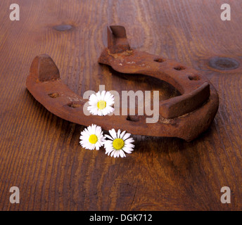 Old horseshoe with three camomile at wooden background, close up Stock Photo