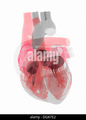 Transparent human heart showing four heart valves Stock Photo