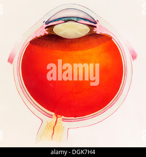 Cross section of the retina Stock Photo - Alamy