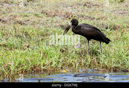 An African Openbill Stork (  Anastomus Lamelligerus ) bird, Chobe national park, Botswana, Africa Stock Photo