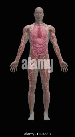 Transparent human body showing heart and main circulatory system ...