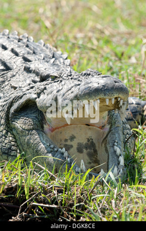 Nile crocodile ( Crocodylus niloticus ) with its mouth open to regulate temperature, Chobe National Park, Botswana Africa Stock Photo