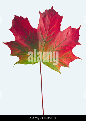 Single leaf on clear Background Stock Photo
