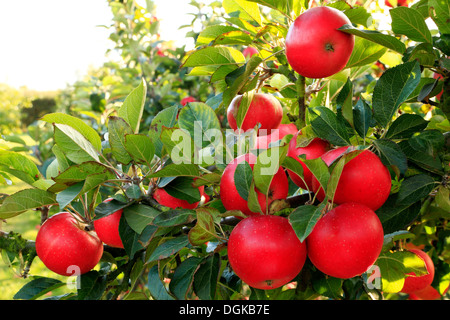 Apple 'Discovery', malus domestica, red apples, named variety varieties growing on tree Stock Photo