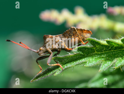 Dock leaf bug.Coreus marginatus,on a stinging nettle leaf Stock Photo