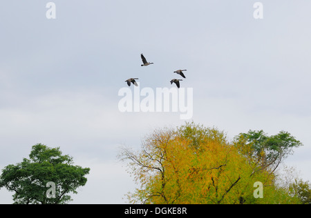 Canadian Geese flying south for winter. Stock Photo