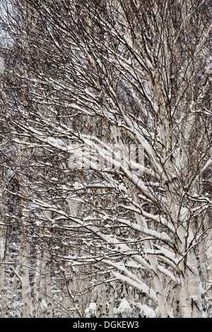 Birch tree branches with fresh snow Greater Sudbury Ontario Canada Stock Photo
