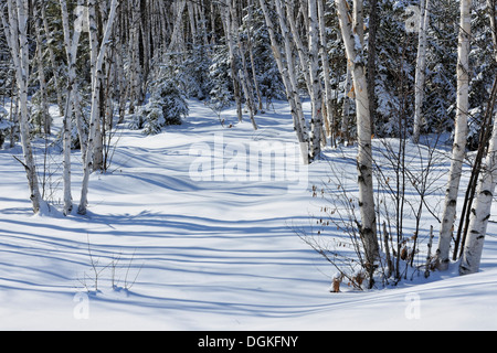 Birch and spruce trees with fresh snow Greater Sudbury Ontario Canada Stock Photo