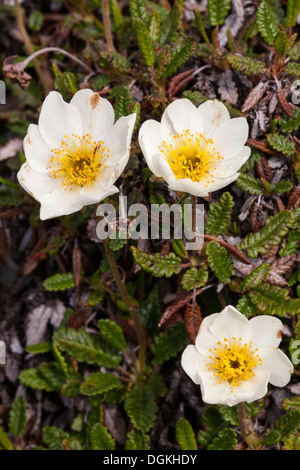 Mountain avens (Dryas octopetala) flowers Stock Photo