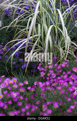 Aster, zebra grass, Miscanthus Stock Photo