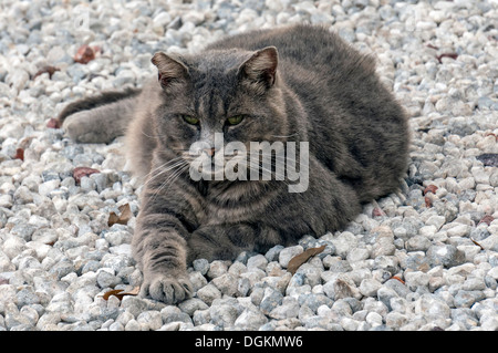 Domestic short hair grey tiger striped tabby cat laying on a bed of gravel in Cedar Key, Florida. Stock Photo