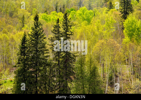 Emerging spring foliage in a hillside of birch aspen and maple with white spruce Greater Sudbury Ontario Canada Stock Photo