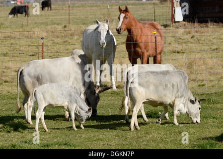 Brahman cattle and horses on a farm in Oregon's Wallowa Valley.