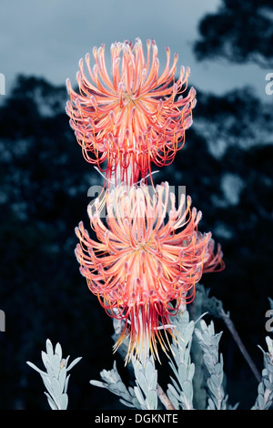 Rocket/Sky-rocket Pincushion -member of Fireworks Pincushion group- Leucospermum reflexum - Family Proteaceae Stock Photo