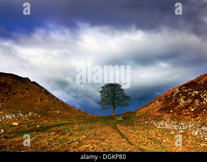 A view of Sycamore Gap in Hadrian's Wall. Stock Photo