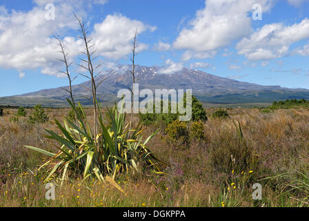 View of Mount Ruapehu as seen from State Highway 47, Mountain Flax (Phormium cookianum) in the foreground Stock Photo
