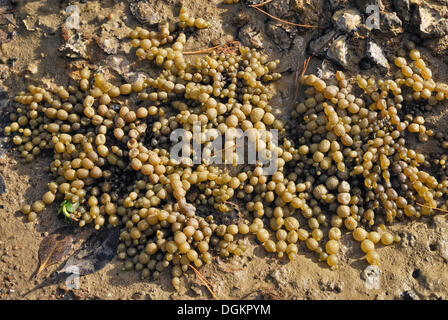 Sea grapes (Hormosira banksii), or Neptune's necklace, growing in